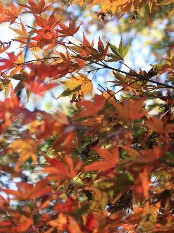 六義園 085.JPG